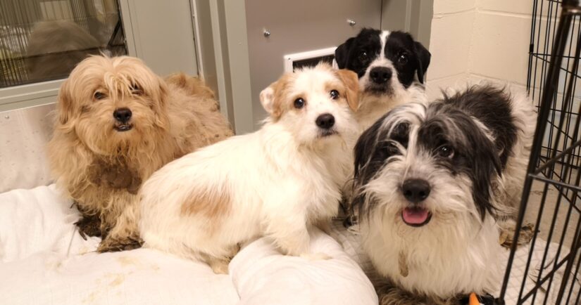 119 Small Dogs Surrendered Into BC SPCA Care